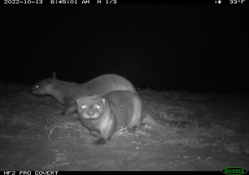 River Otters